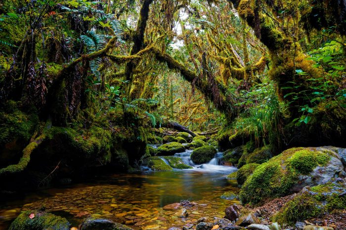 Mengenal Keajaiban Alam Aceh: Hutan Leuser, Rumah Orangutan Sumatra