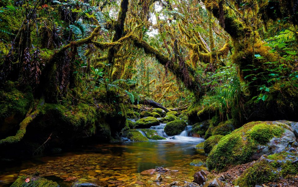 Mengenal Keajaiban Alam Aceh: Hutan Leuser, Rumah Orangutan Sumatra