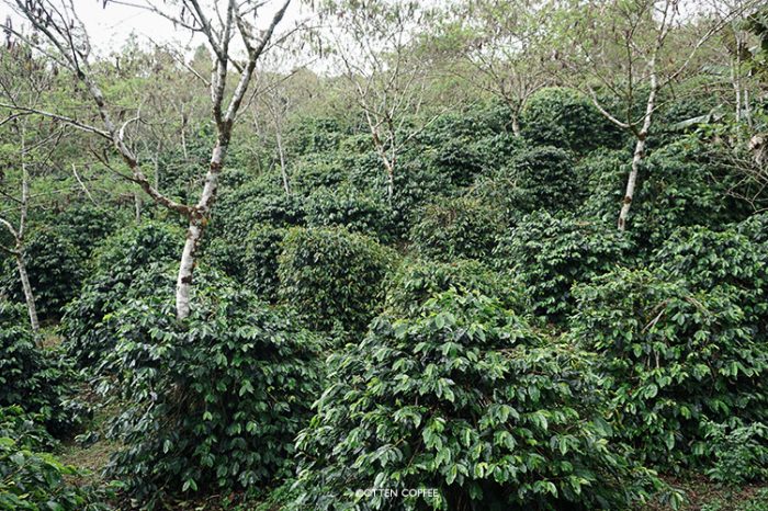 Keajaiban Kopi Gayo: Dari Perkebunan Dataran Tinggi Hingga Tradisi Ngopi Orang Aceh